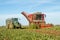 Harvesting and lifting sugar beet in field