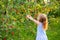 Harvesting. Little girl picks apples from branches in an apple orchard