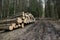 Harvesting logs in the forest. Forest industry