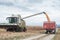 Harvesting of maize grain