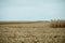 Harvesting maize on a grey cloudy day