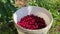 Harvesting. Man plucks large ripe red sweet cherry from tree branch and puts it in a bucket. Hand close-up. An orchard