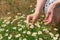 Harvesting medical chamomile, phytotherapy and traditional medicine