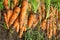 Harvesting - natural ripe carrots - close-up