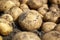 Harvesting Nature\\\'s Bounty: Close-Up of Fresh, Organic Potatoes in the Home Garden