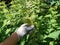 Harvesting nettle stalks for harvesting and drying