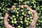 Harvesting olives in Spain