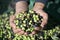 Harvesting olives in Spain