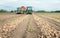 Harvesting onions on a Dutch field in summertime