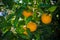 Harvesting oranges in the garden