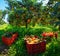 Harvesting oranges in Sicily, Italy. Green spring view of orange garden. Fresh green leaves shining on the sunlight.