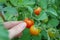 Harvesting an Organic Cherry Tomato