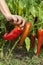 Harvesting organic, non toxic, peppers