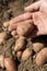 Harvesting Organic Potatoes with Care