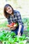 Harvesting organic vegetables