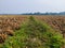 After harvesting the paddy in winter, a narrow grassy road passes through the middle of the paddy field