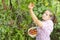 Harvesting peaches. Woman farmer picks ripe peaches ripe peaches from tree into basket in the garden