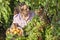 Harvesting peaches. Woman farmer picks ripe peaches ripe peaches from tree into basket in the garden