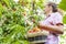Harvesting peaches. Woman farmer picks ripe peaches from tree into basket in the garden