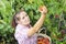 Harvesting peaches. Woman farmer picks ripe peaches from tree into basket in the garden