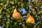 Harvesting a pear tree. Sweet and tasty pears in the garden, natural sunlight.