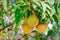 Harvesting a pear tree. Sweet and tasty pears in the garden, natural sunlight.