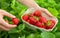 Harvesting perfect strawberries