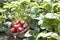 Harvesting perfect strawberries on a fresh green field