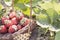 Harvesting perfect strawberries on a fresh green field.