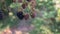 Harvesting and picking berries concept. Close-up of woman\'s hand tearing a ripe large blackberry from a bush