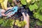 Harvesting Picking Grapes Man Hands Secateurs