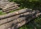 harvesting pine tree trunks in the forest