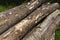 harvesting pine tree trunks in the forest