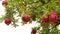 Harvesting pomegranates