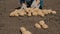 while harvesting potatoes, agriculture, the farmer sorts the potatoes and checks for quality, the harvesting season