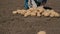 while harvesting potatoes, agriculture, the farmer sorts the potatoes and checks for quality, the harvesting season