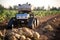 Harvesting potatoes in the field with a robot. Future technologies in agriculture
