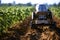 Harvesting potatoes in the field with a robot. Future technologies in agriculture