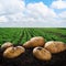 Harvesting potatoes on the ground