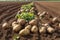 Harvesting Potatoes from Soil