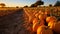 Harvesting pumpkin, autumn celebration, vibrant colors in a row generated by AI