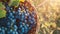 Harvesting the Radiant Autumn Bounty: A Picture of Blue Grapes in a Sunlit Vineyard