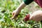 Harvesting radishes