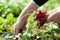 Harvesting radishes