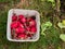 Harvesting radishes from the garden.