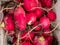 Harvesting radishes from the garden.