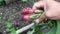 harvesting radishes at home, a person is shown picking radishes directly from the ground