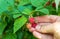 Harvesting raspberries. Farmer is hand collects organic raspberries in the garden