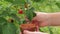 Harvesting raspberries. The gardener collects ripe red raspberries and puts them in a cup