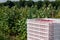 Harvesting raspberries. White plastic crates filled with ripe raspberries